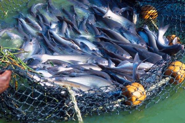 Potensi Perikanan / Budidaya Ikan